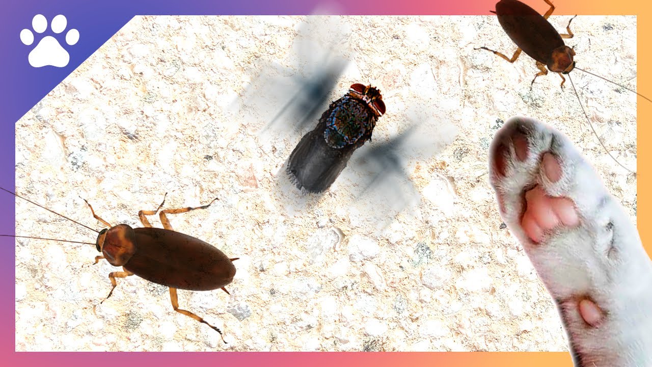 Jeux interactifs pour chat avec mouches et cafards 🐾