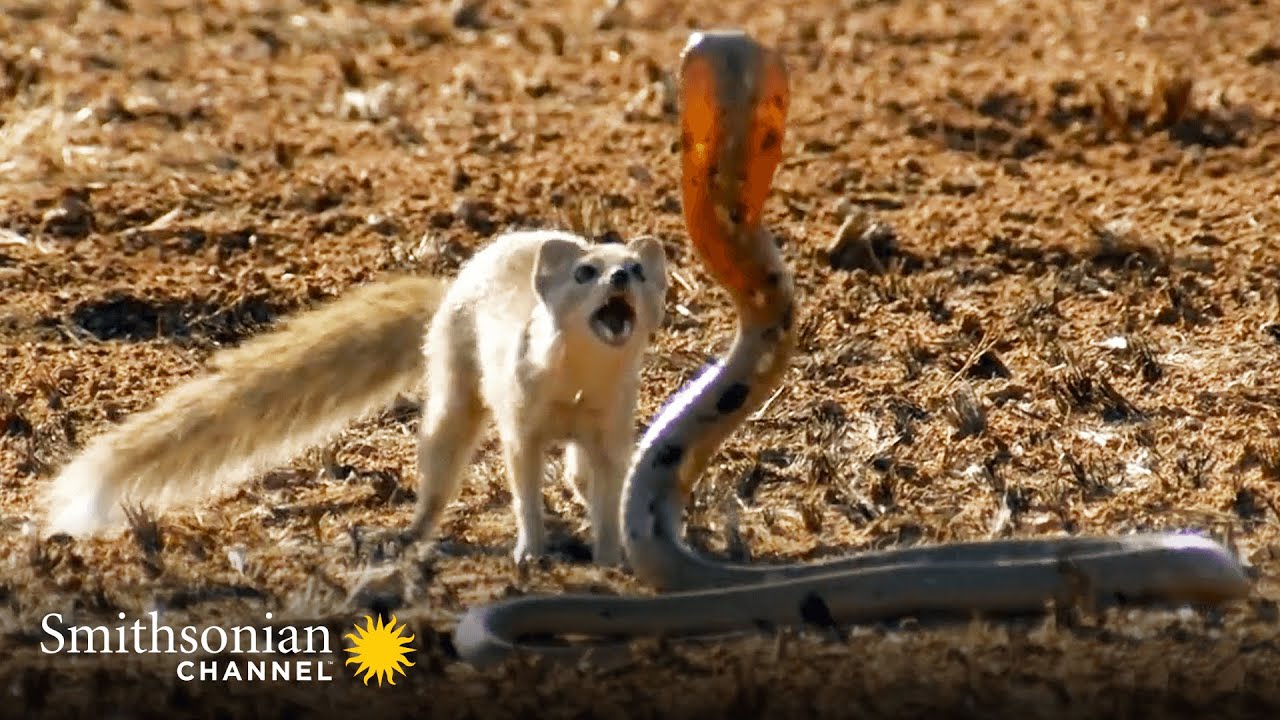 10 Top 10 Most Intense Animal Battles in the Animal Kingdom 🐍🦁 | Smithsonian Channel