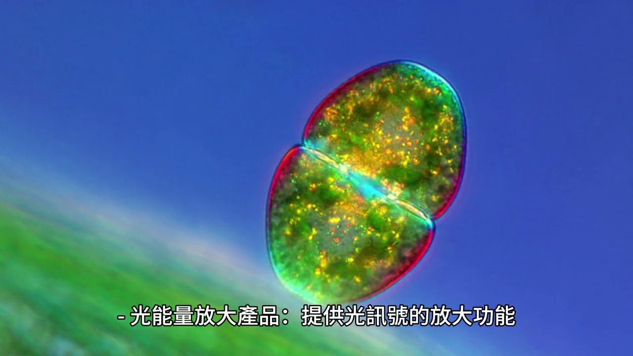 波若威如何在激烈光通訊市場中取勝？