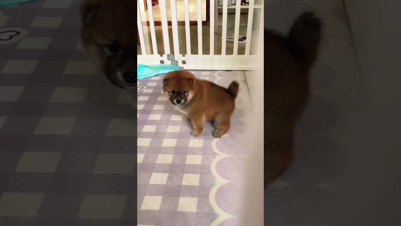 Adorable Teacup Puppies That Will Melt Your Heart ๐ถ