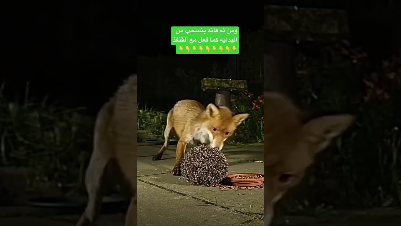 عندما يلتقي الثعلب والقنفذ .شاهد