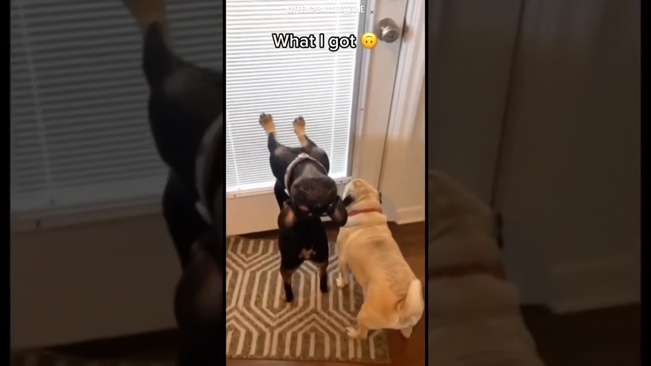 Funny French Bulldog Video ๐ถ #shorts