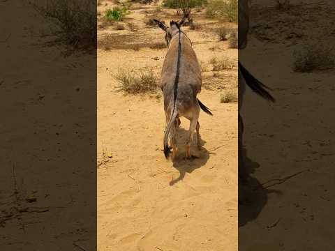 donkey viral video #foryou #viral #success #full #trending #shortsviral #pets