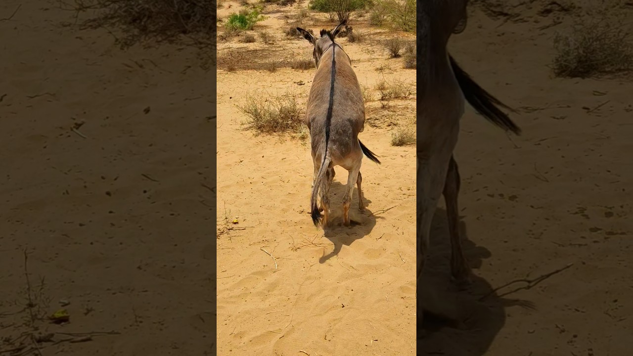 Viral Donkey Video ๐ด Trending on Shorts