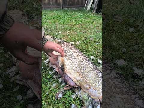 ЩУКА 10,5 КГ С СЮРПРИЗОМ.Бонус внутри)) #щука #кружки #fishing #рыбалка