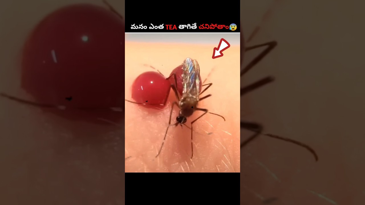 Mosquitoes That Can Kill You 🦟