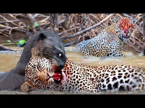 Jaguar Vs Giant Otter Confrontation Ends With A Fatal Head Bite| How Did Jaguar Escape?