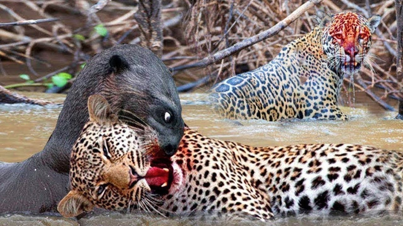 Epic Wildlife Showdown: Jaguar vs. Giant Otter Ends in Deadly Bite 🐾