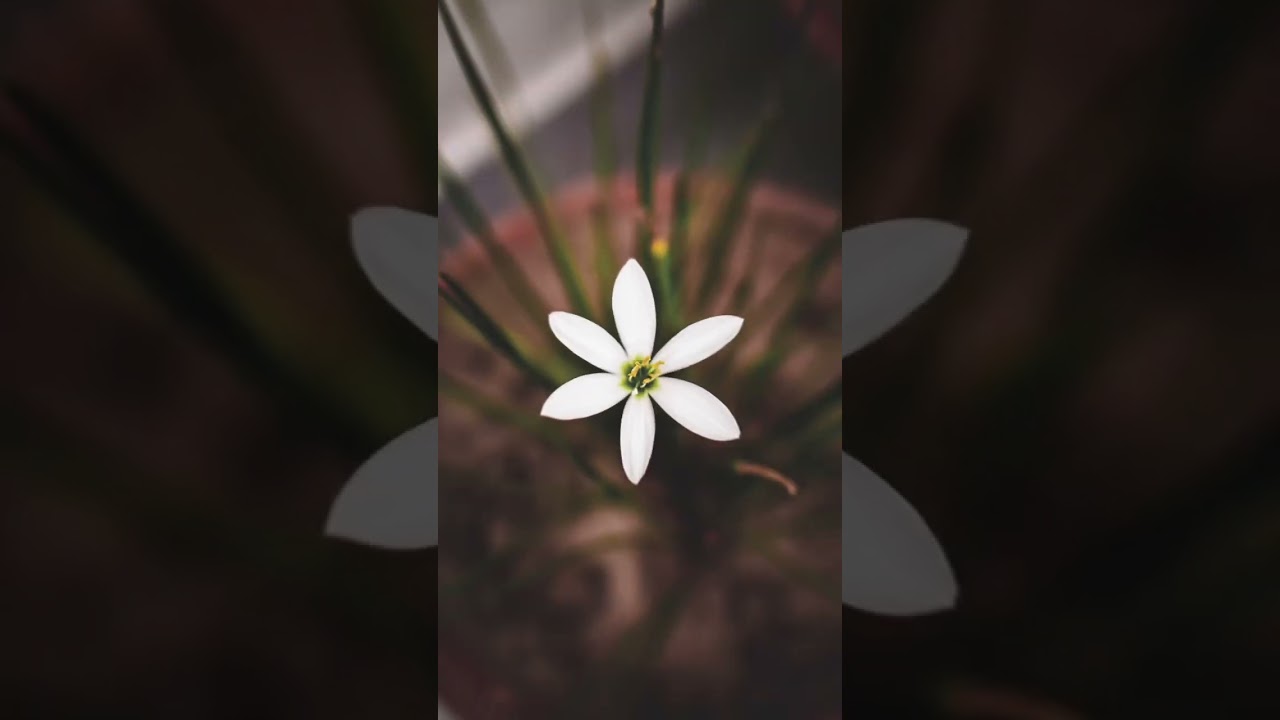 Sony a6100 camera testing |Sony a6100 vs oppo Reno 5 camera testing #sonya6100 #sonyalpha #sony