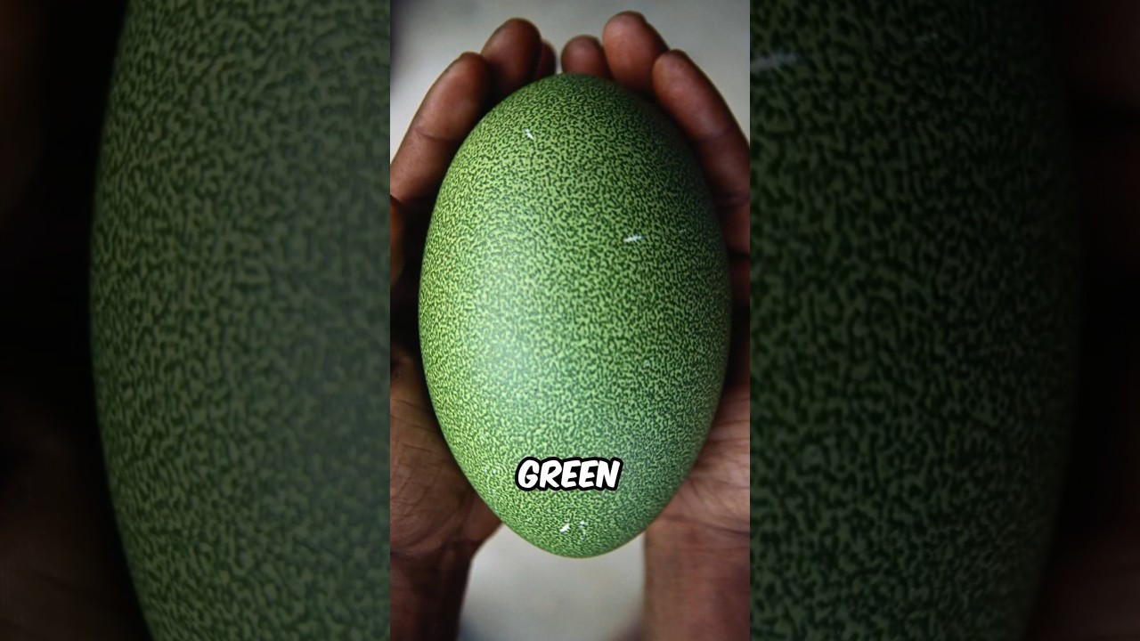 World's Largest Eggs 🥚