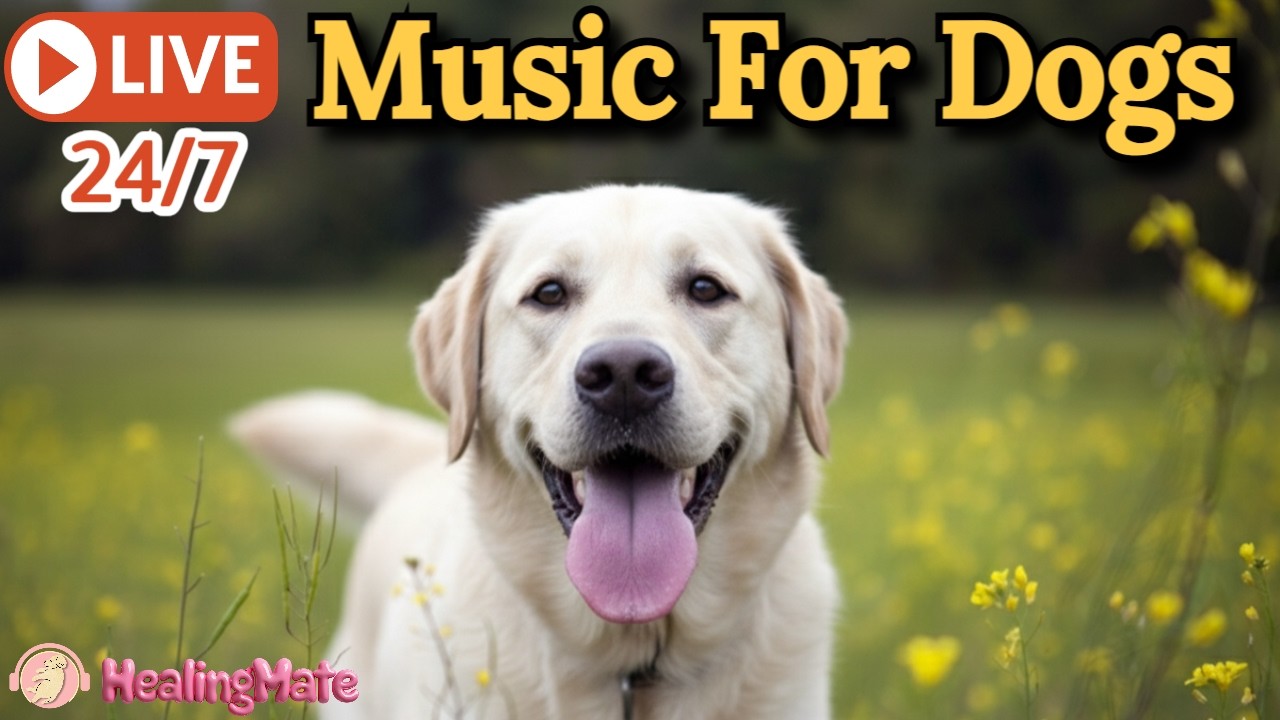 24/7 Calming Music for Dogs 🐶 Sleep & Anxiety Relief