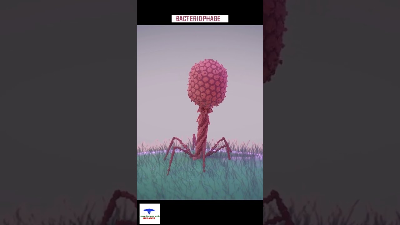 Bacteriophage vs Bacteria 🦠 Explained
