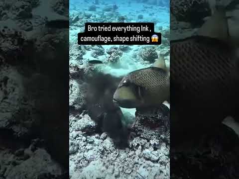 Octopus Ink Camouflage: Running out of Tricks