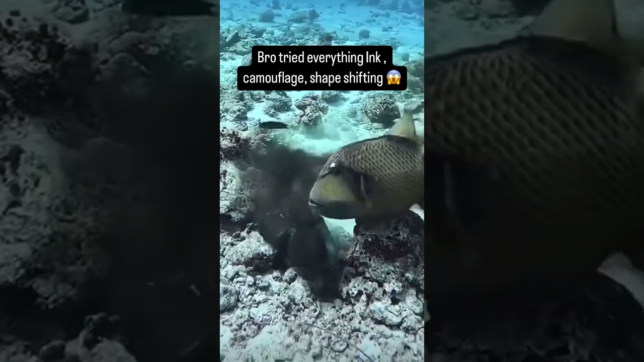 Octopus Ink Camouflage: The Ultimate Defense Strategy 🐙