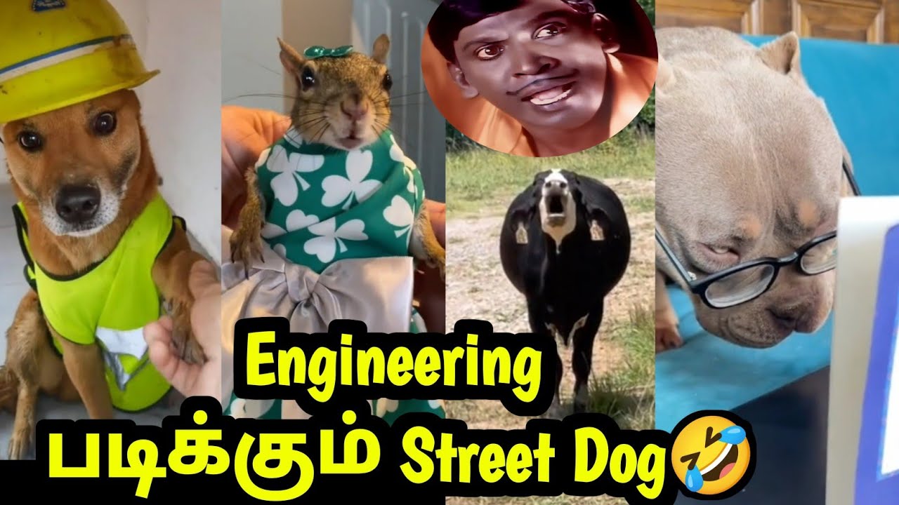 Pit Bull's Funny Exam Prep 😄 with a Twist