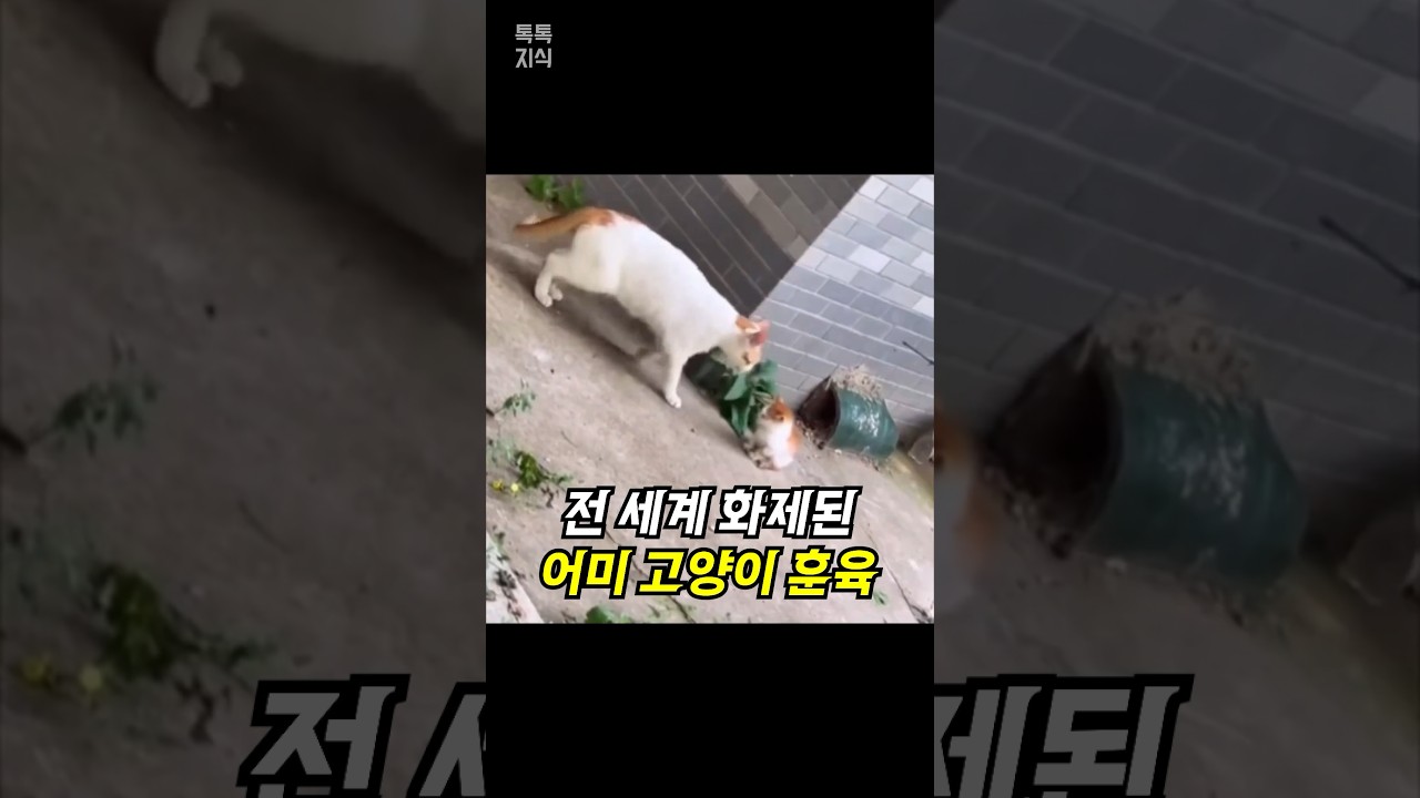 잃어버린 새끼 고양이 발견 시 어미의 훈육법 🐱