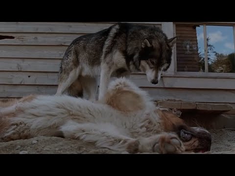 White Fang vs Buck | 1991 Film Comparison