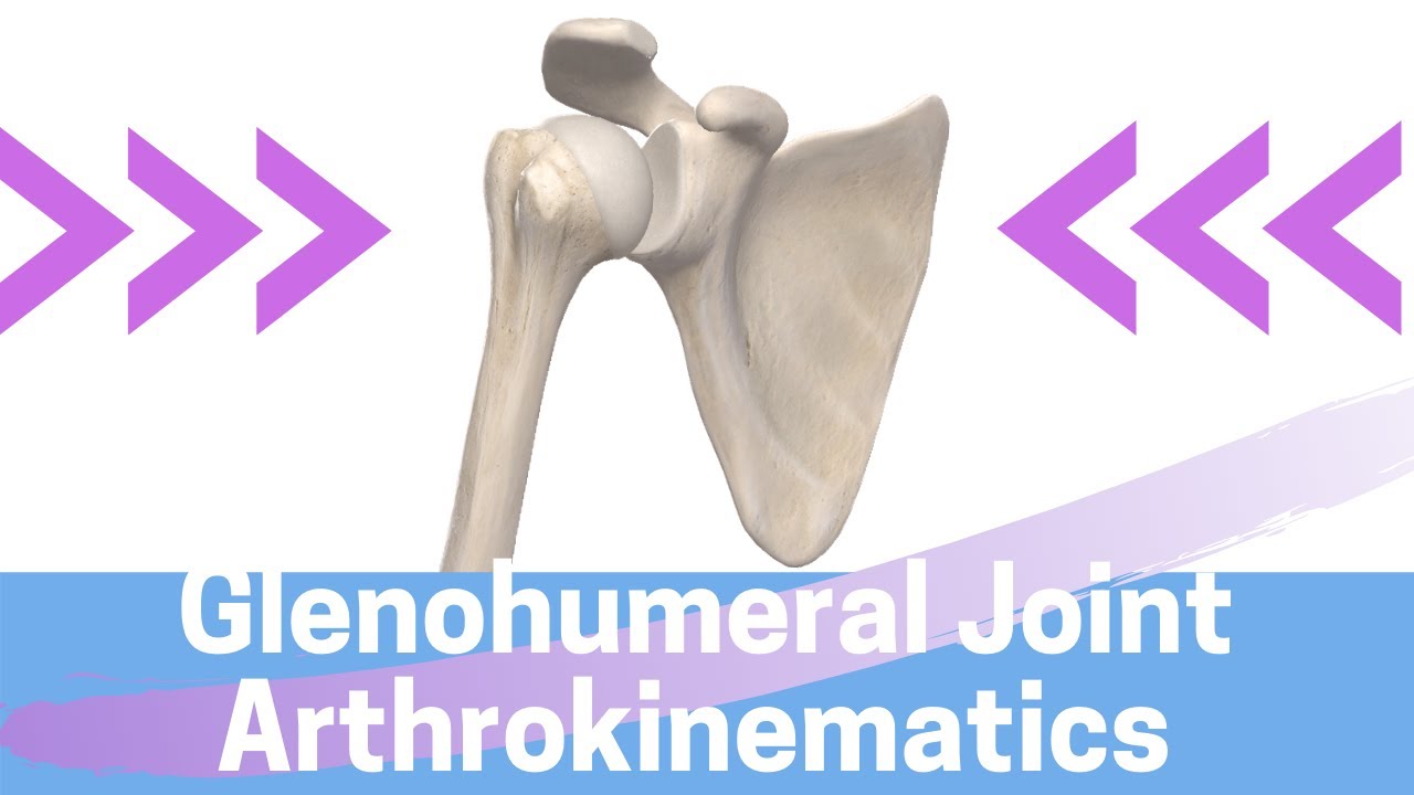 Shoulder Kinesiology: Glenohumeral Joint Movements