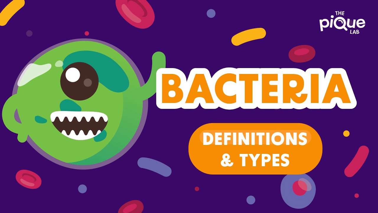 Bacteria Explained: Types, Shapes & Facts 🦠
