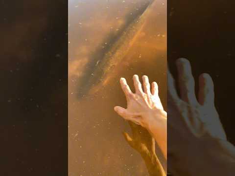 Как ловить огромных щук руками