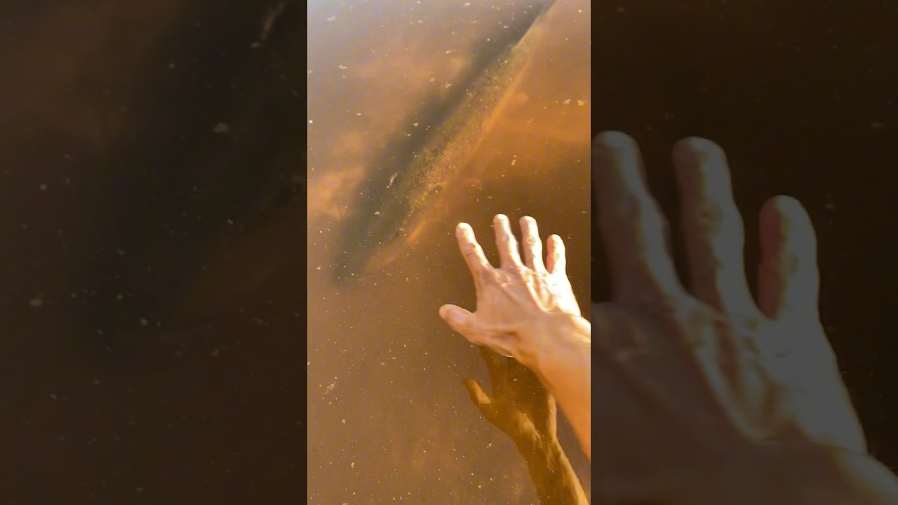 Как поймать огромную щуку руками: советы и секреты 🐟