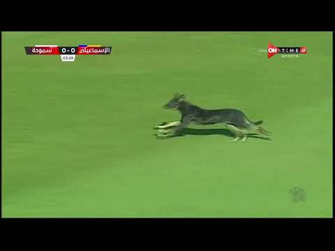 غرائب وطرائف الدوري المصري 😂.. كلب يقتحم ملعب مباراة الإسماعيلي وسموحة