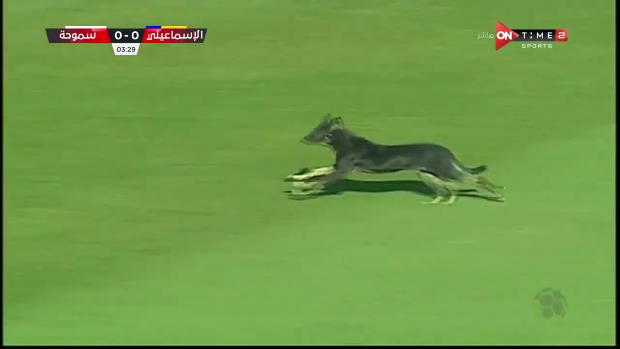 موقف طريف في الدوري المصري: كلب يقتحم ملعب مباراة الإسماعيلي وسموحة 🐶