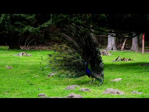 Suara Merak Memikat Pasangan 🦚