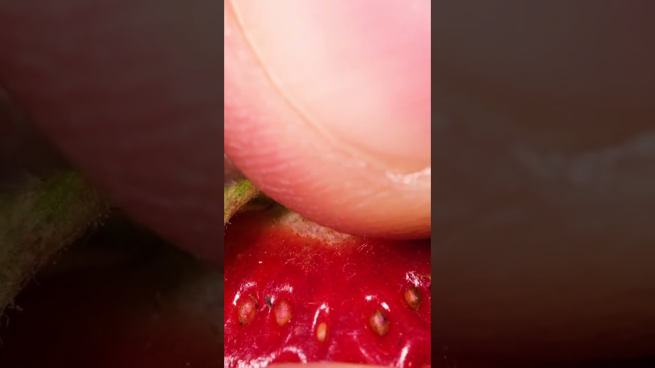 ASMR Strawberry Object Videos 🍓