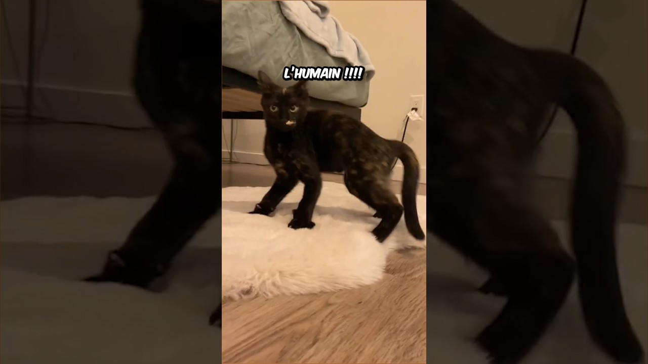 L’Insolence des Chats 😺