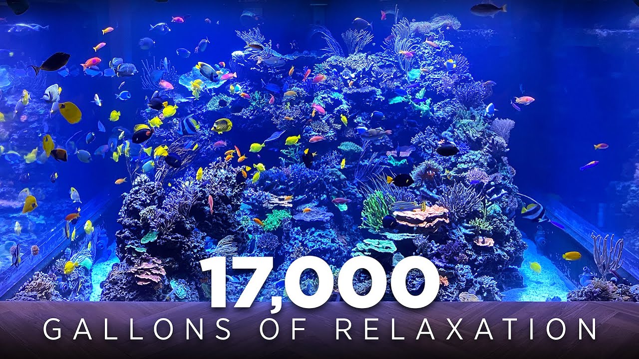 17,000 Gallon Reef Aquarium Relaxation & Chill [4K]