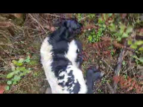 ¡Viento ha dado a luz una hermosa hembra! 🌸