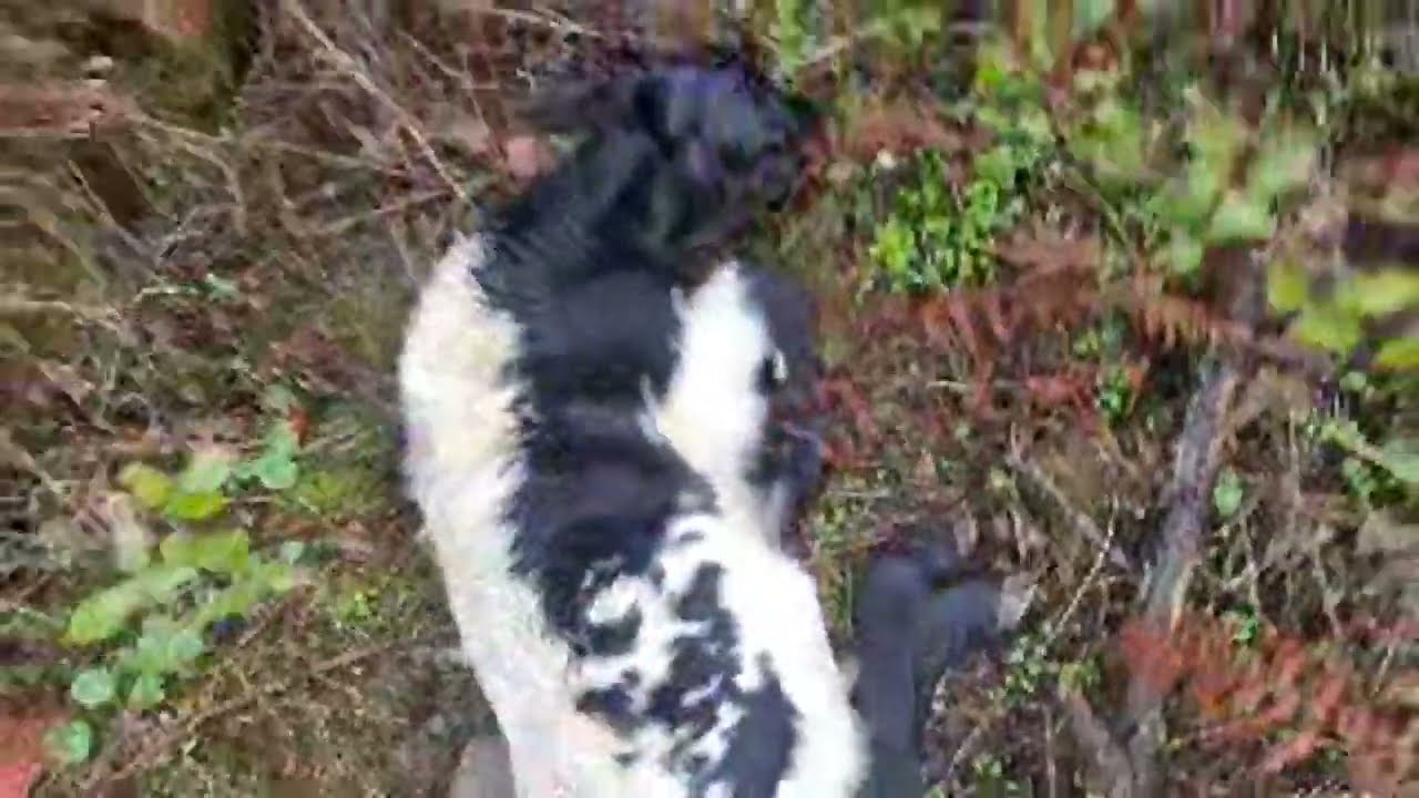 ¡Viento ha dado a luz una hermosa hembra! 🌸