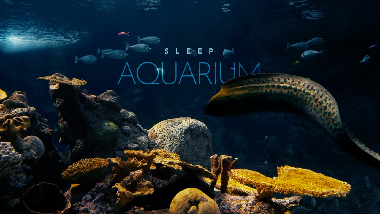 Sleep Aquarium 🌊 No Music, Underwater ASMR