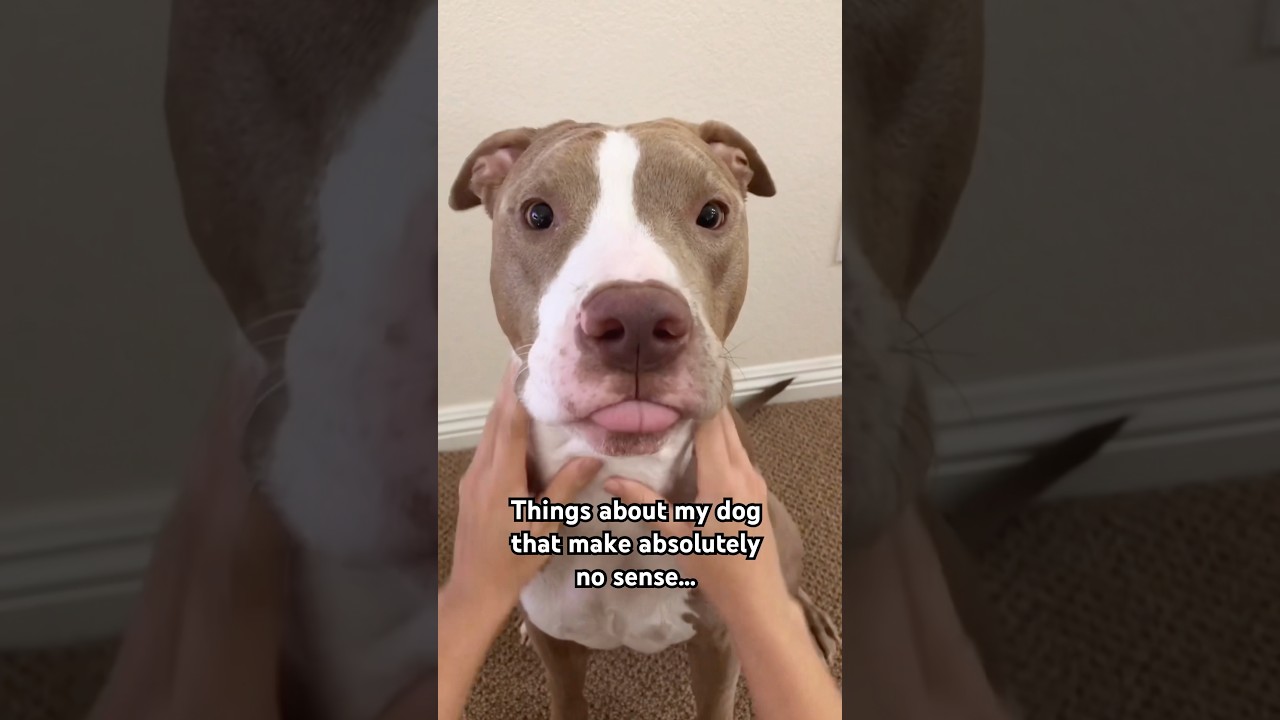 Unbelievable Things About My Dog 🐶