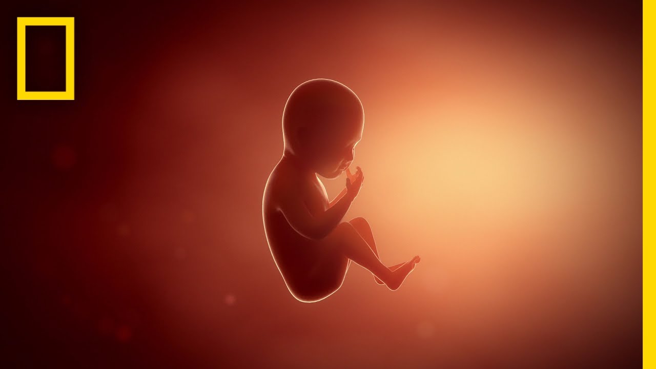 Pregnancy 101: The Science Behind It 🌍