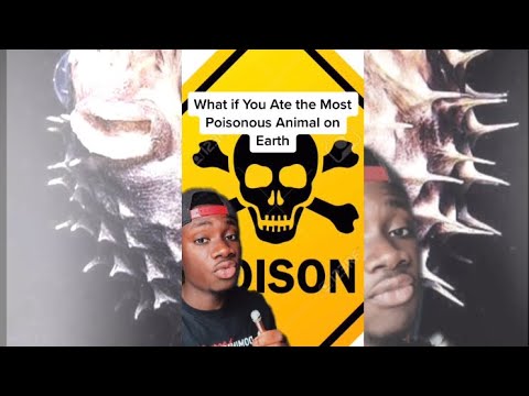 What if You Ate The Most Poisonous Animal in the World?