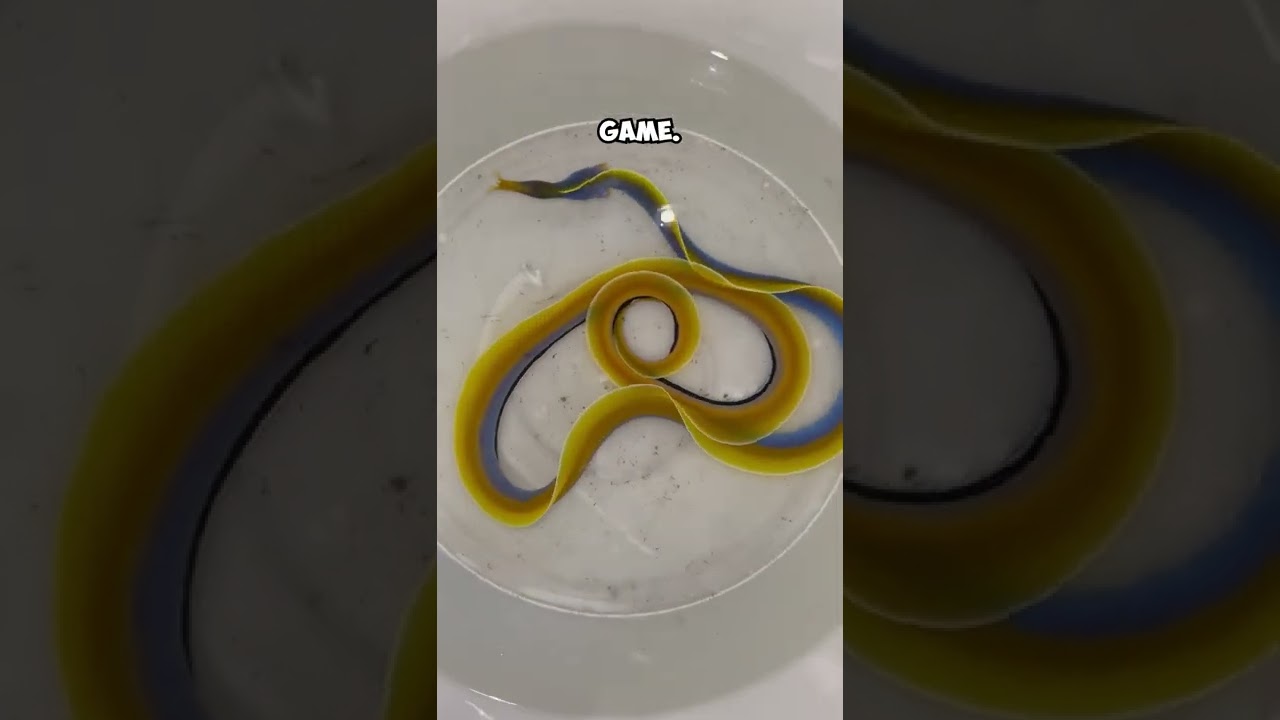 Fish Featured in a Video Game 🎮