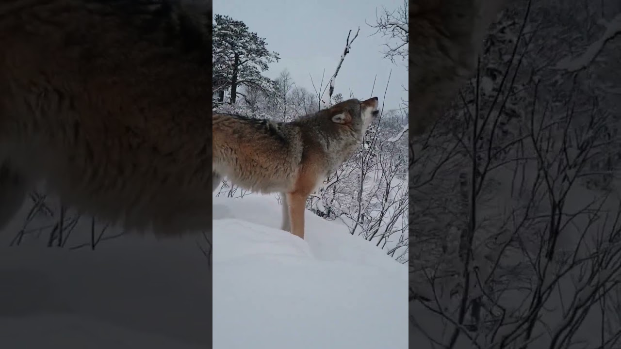 Stunning Wolf Howling in Norway πΊ