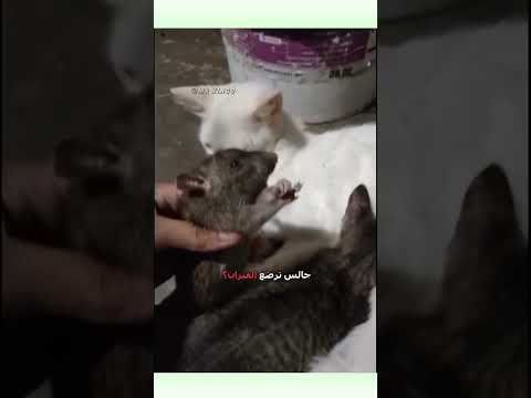 🗣️ قطوس يرضع الفيران 😂 | #دبلجة_مضحكة # #اكسبلور #السعودية #دوبلاج #my_kingo #shorts