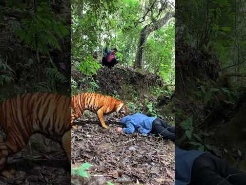 Hey tiger, get out of the way #120