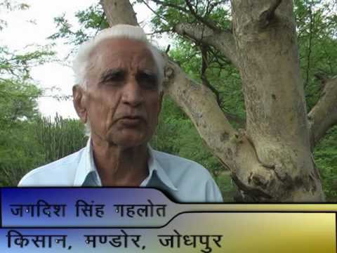 कुमट से अधिक गोंद प्राप्त करने की उन्नत विधि