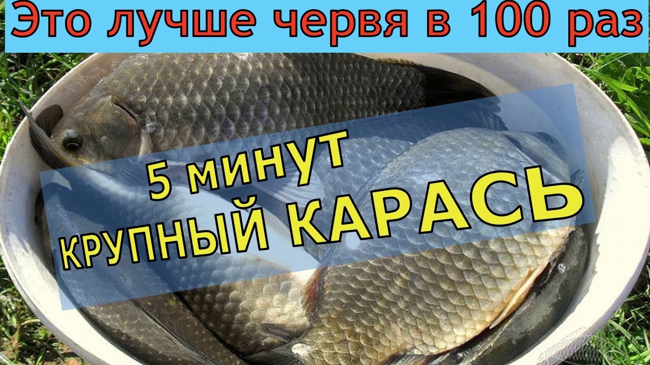 5 Эффективная насадка для карася и карпа 🐟