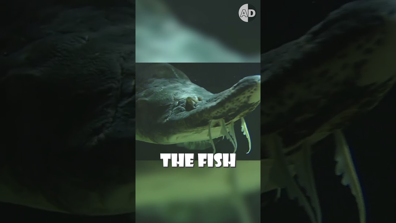 Revolutionary No-Kill Caviar Harvest Method 🐟✨