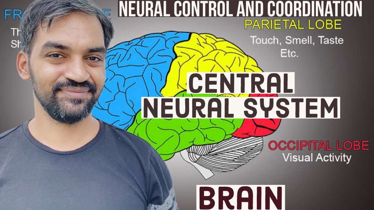 Neural Control & Coordination in the Brain 🧠