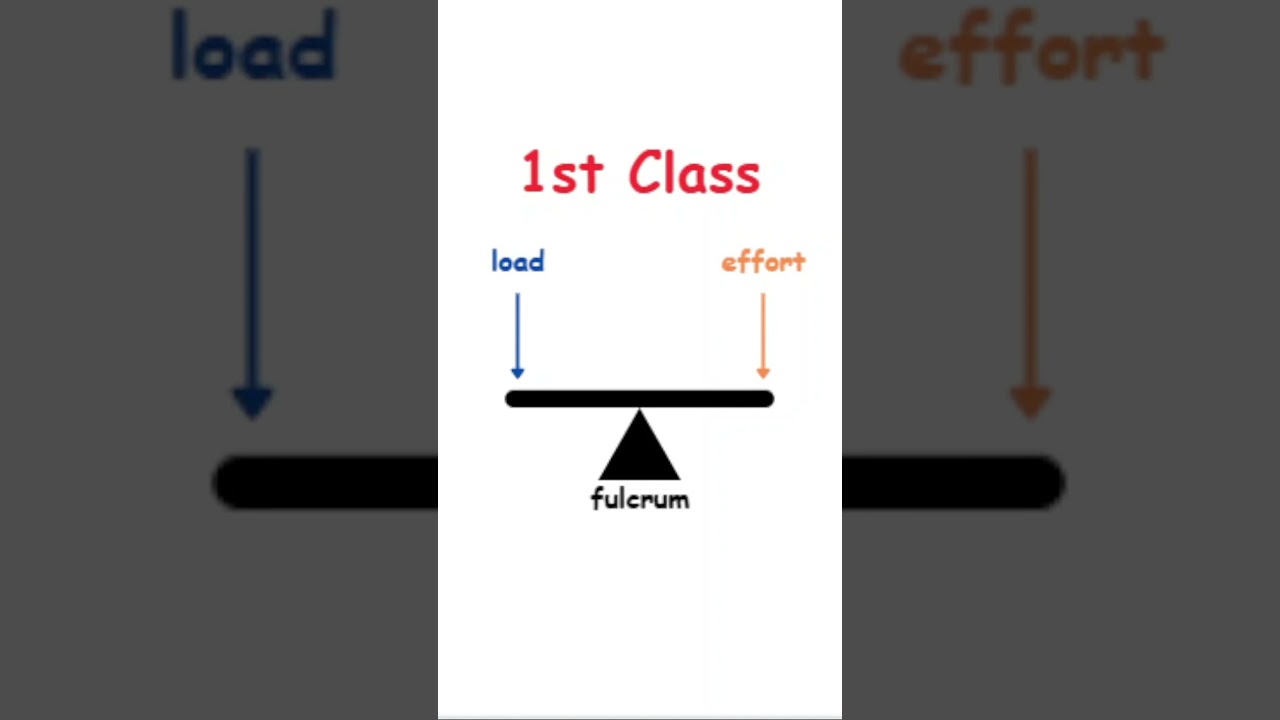 Understanding 1st Class Levers 📘