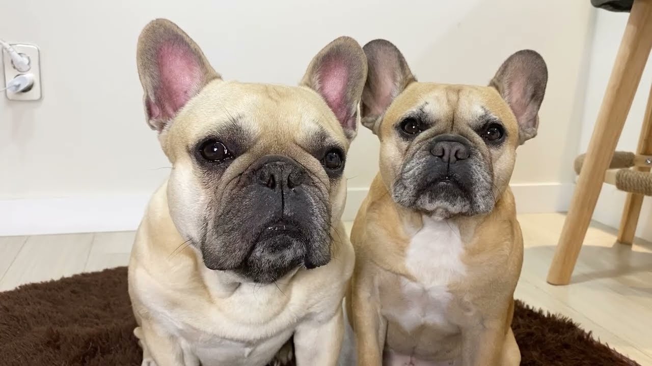 15 Funny French Bulldog Sounds in Under 5 Minutes 🐶