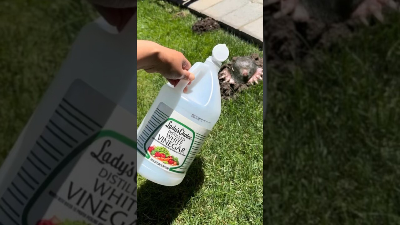 Easy & Effective Mole Removal Recipe 🧴