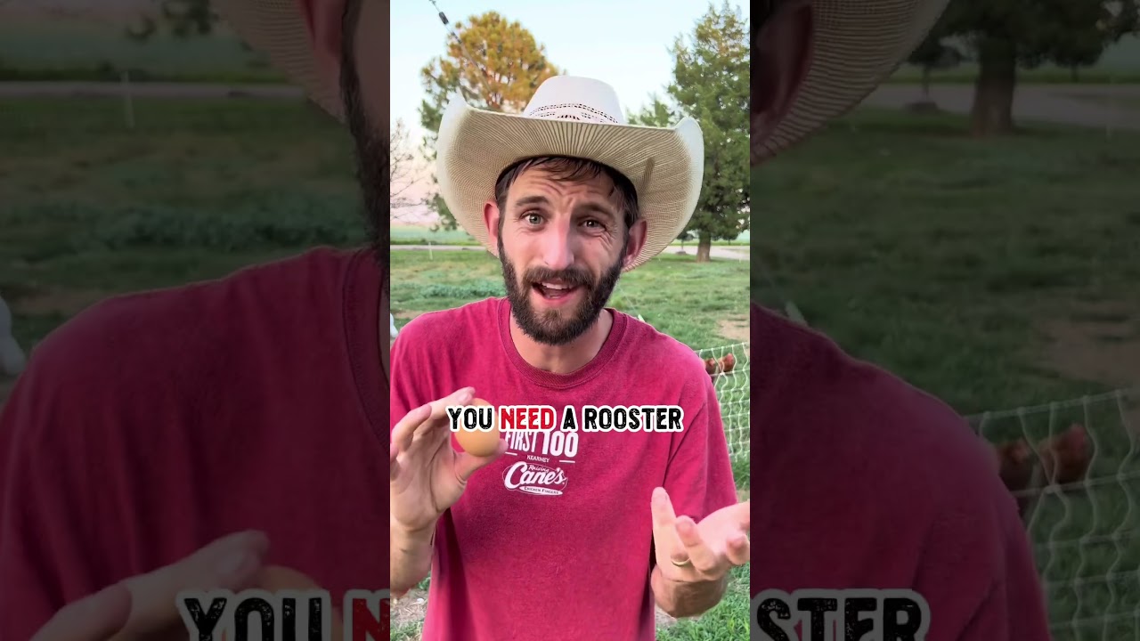 Are Roosters Useful? π Benefits Explained