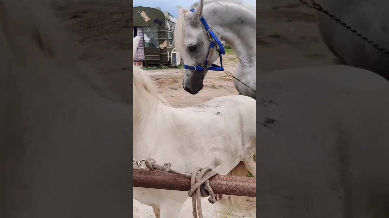 Horse's First Meeting 🐴